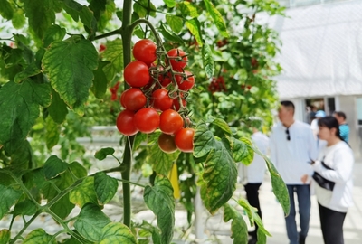 番顺西红柿:根植于农产品的现代科技创新