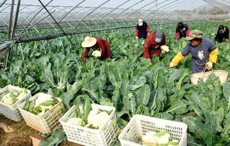 河南"三品一标"激增35.6% 3356款有机绿色农产品摆上餐桌